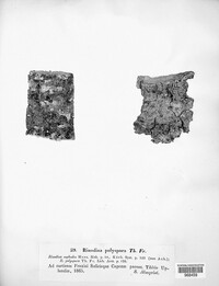 Image of Rinodina polyspora